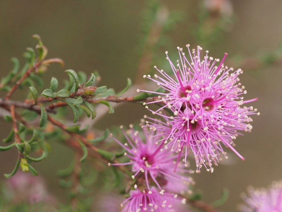 Kunzea affinis