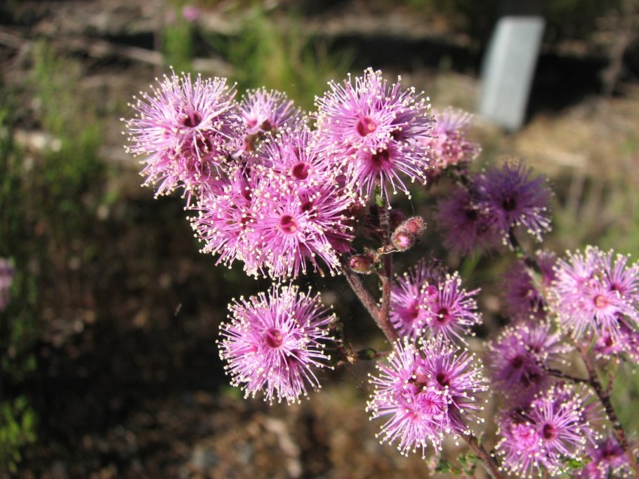 Kunzea ericifolia