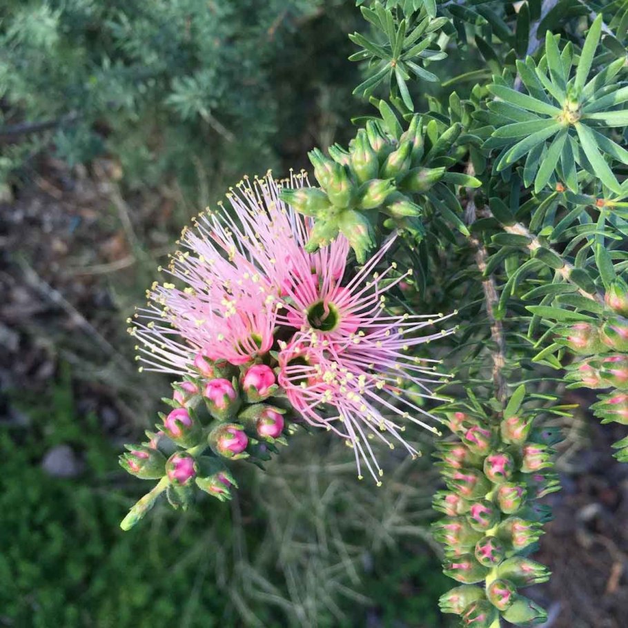 Callistemon citrinus
