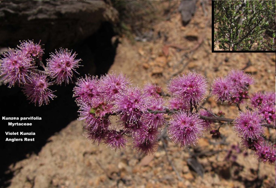 Kunzea ambigua (Кунцея)