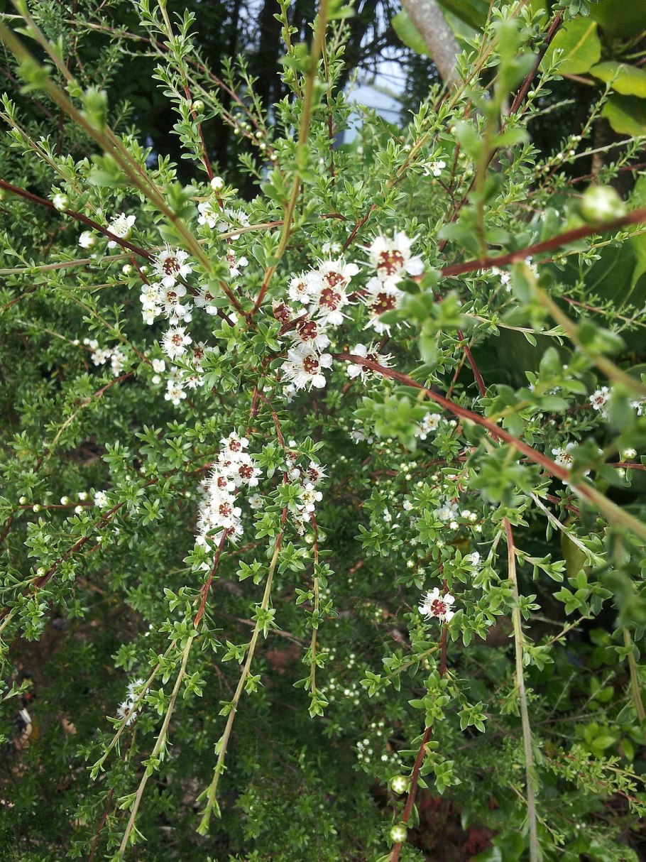 Leptospermum scoparium
