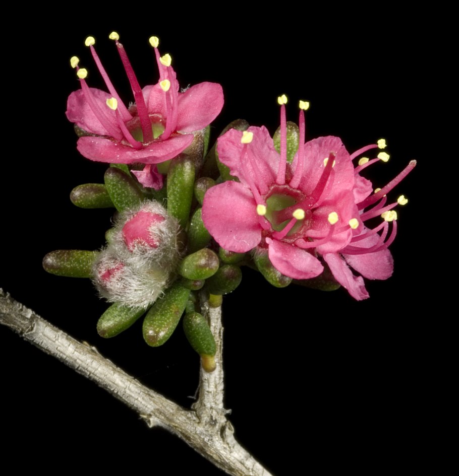 Chamelaucium pauciflorum