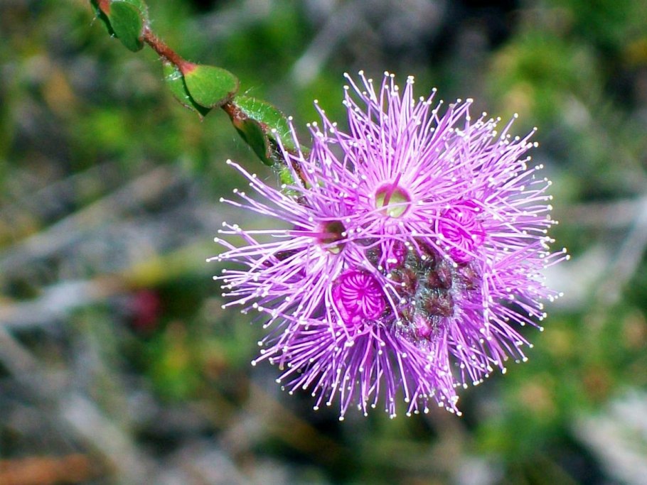 Melaleuca nesophila
