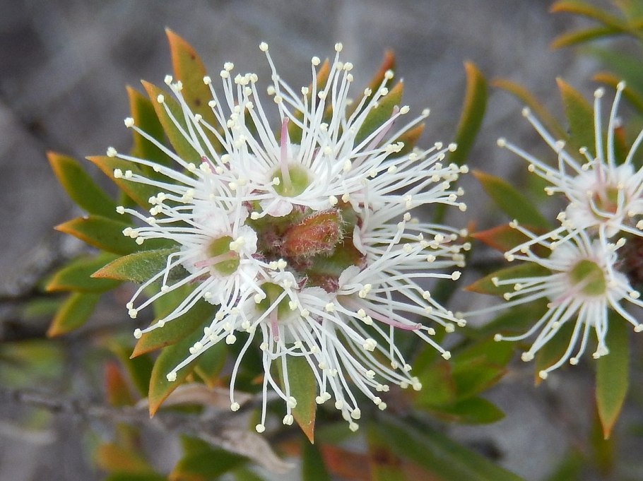 Kunzea rupestris