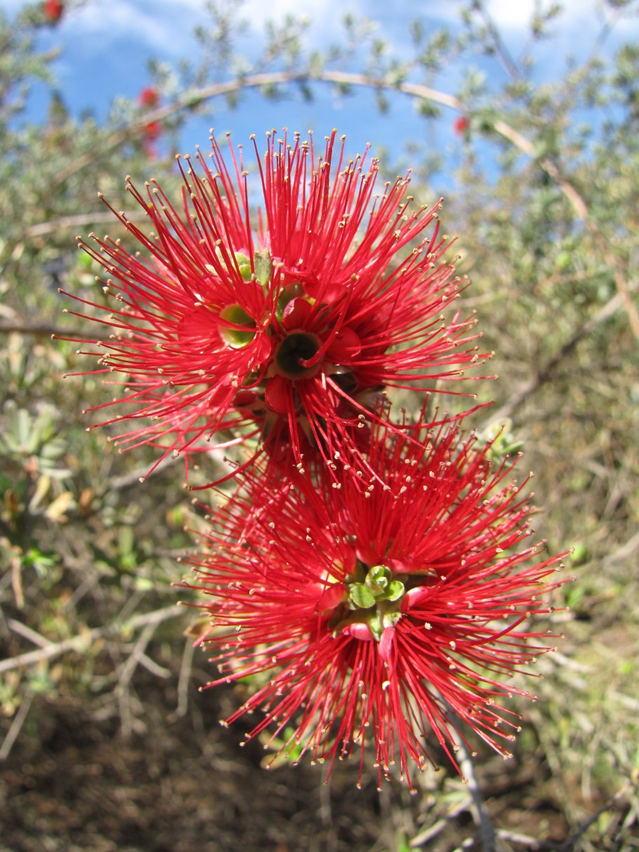 Callistemon citrinus