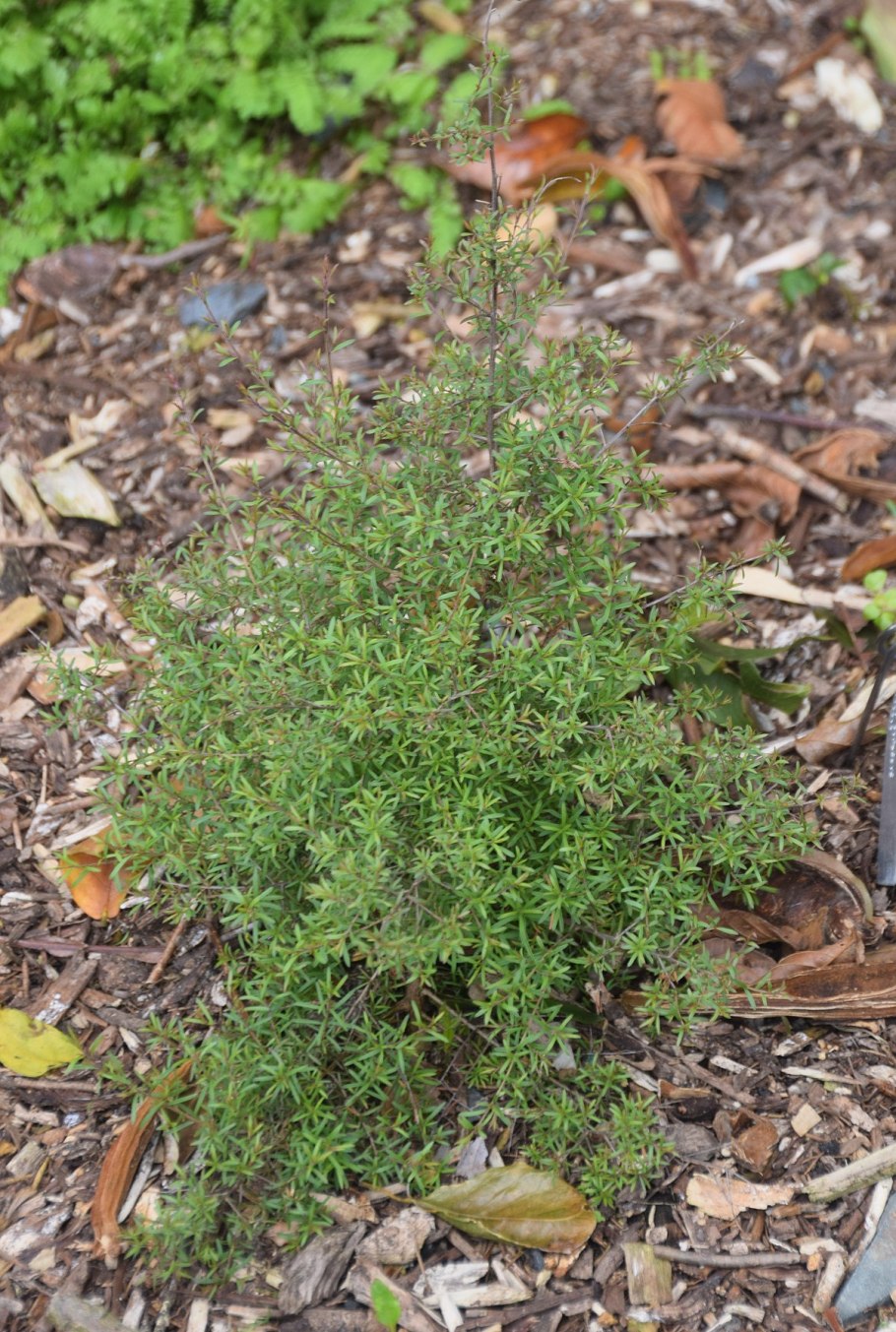 Можжевельник обыкновенный  wallis