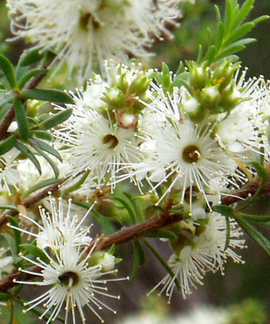 Мелалеука перекрестнопарная