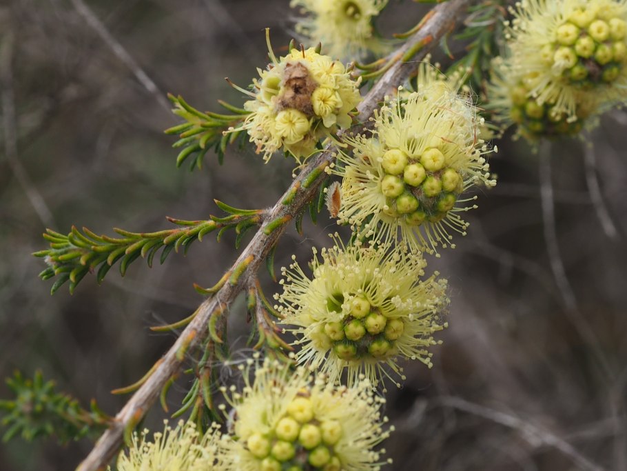 Melaleuca ericifolia