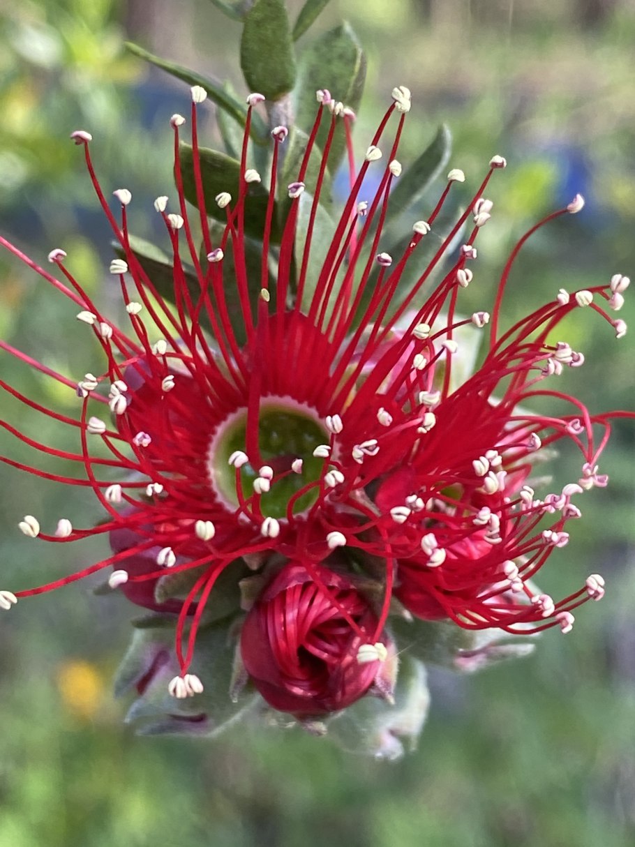 Kunzea ambigua (Кунцея)