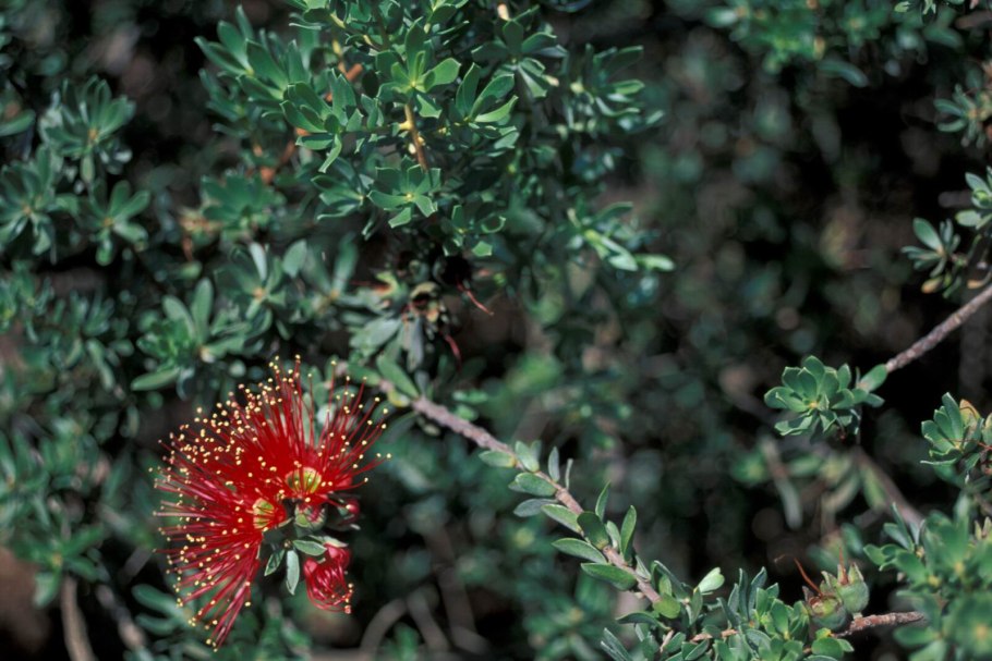 Kunzea ericoides