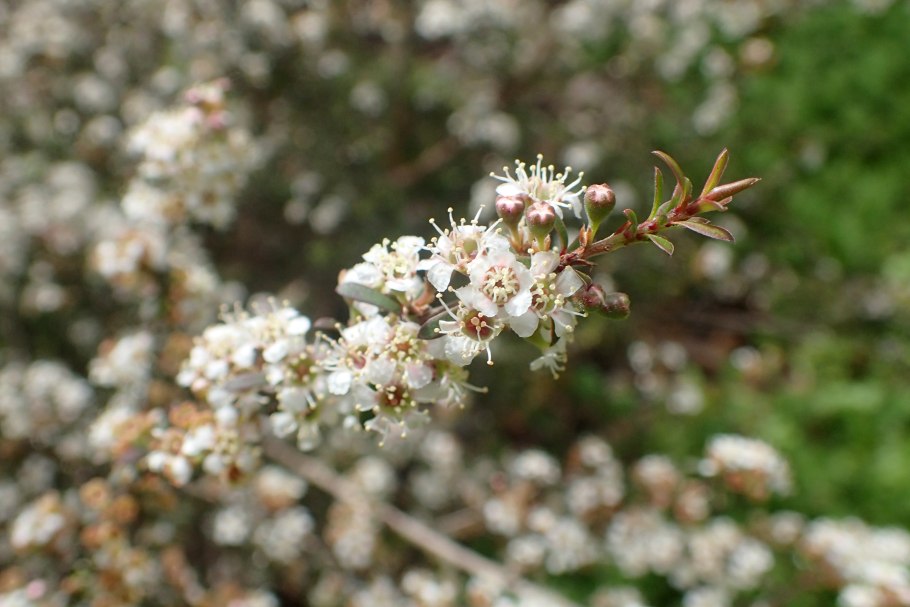 Kunzea ericoides