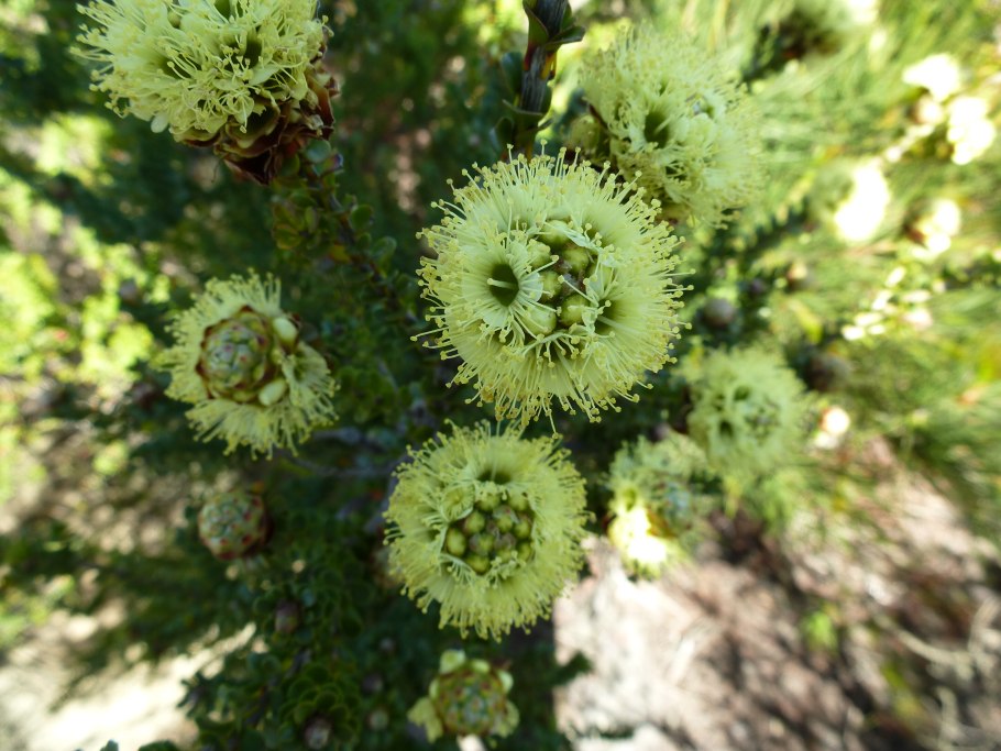 Melaleuca ericifolia