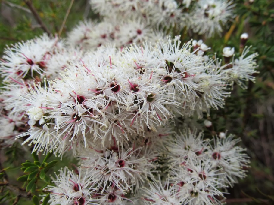 Kunzea affinis