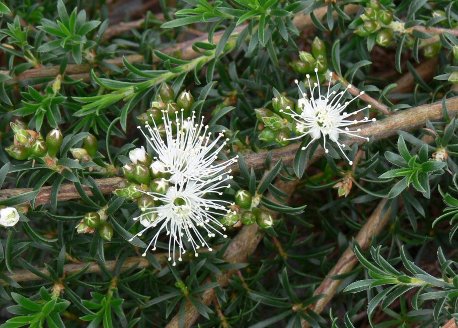 Kunzea ambigua