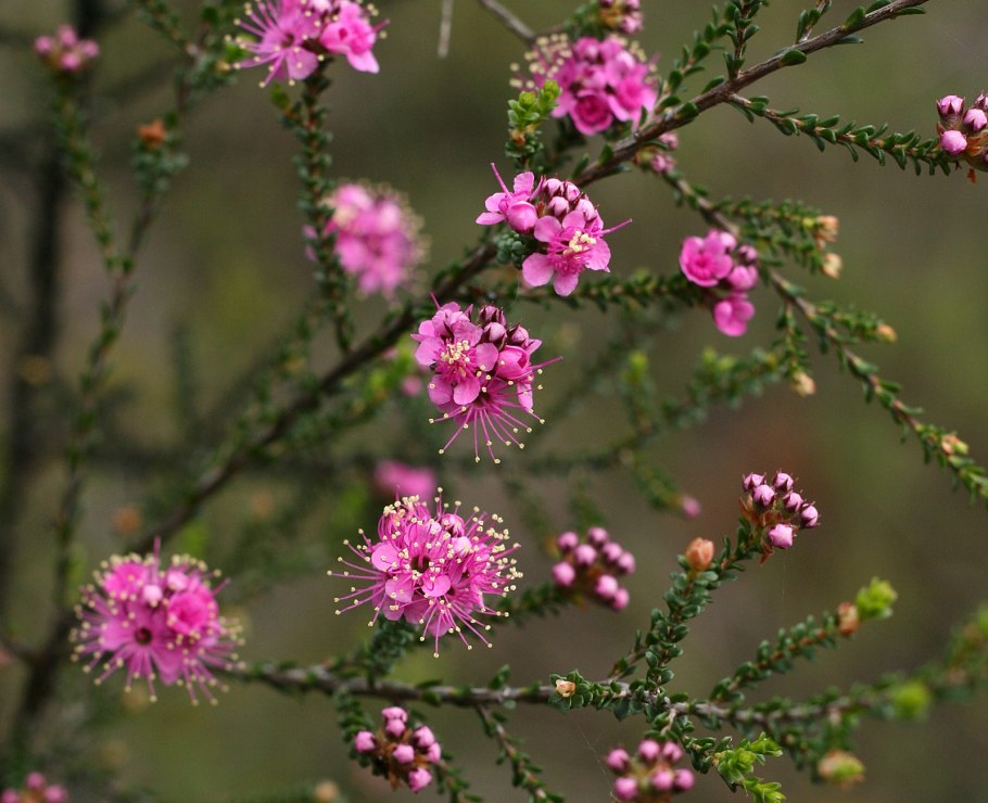 Kunzea pomifera