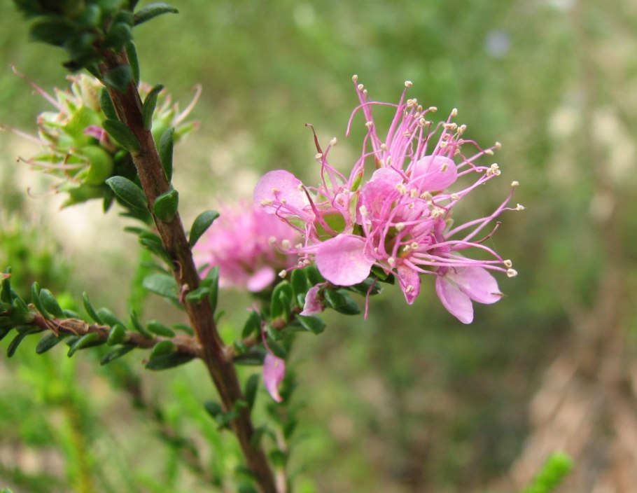 Kunzea affinis