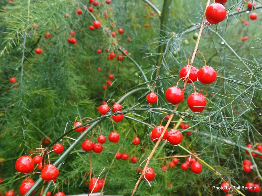 Спаржа аспарагус