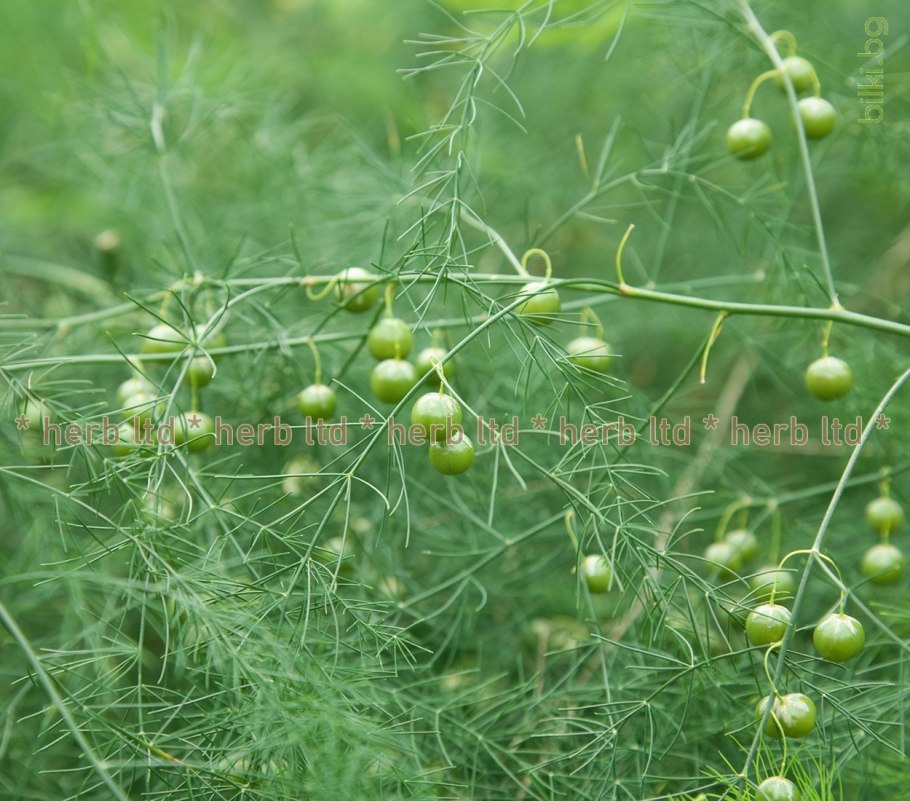 Аспарагус растение