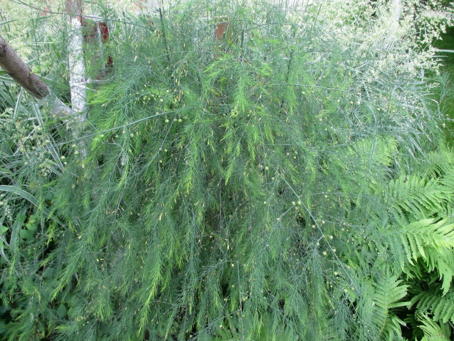 Аспарагус спаржа садовая