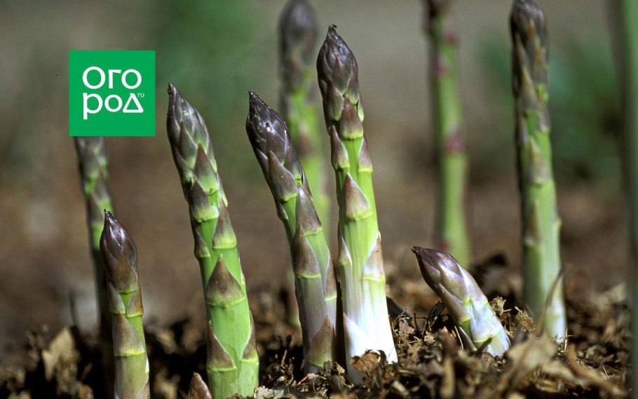 Спаржа лекарственная гербарий