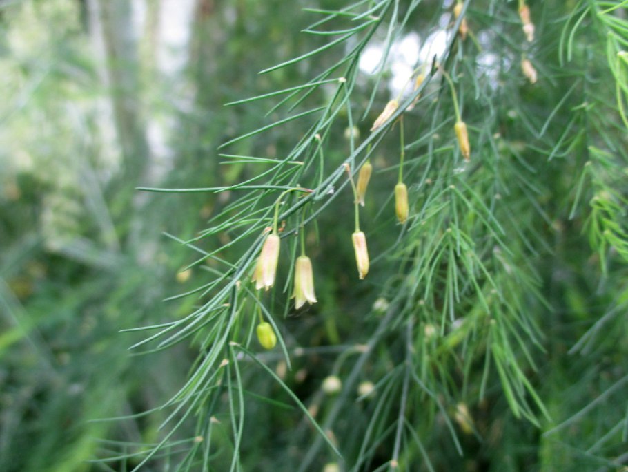 Аспарагус лекарственная спаржа