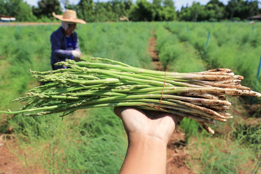 Спаржа зеленая