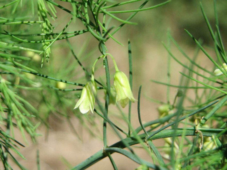 Спаржа аспарагус оффициналис