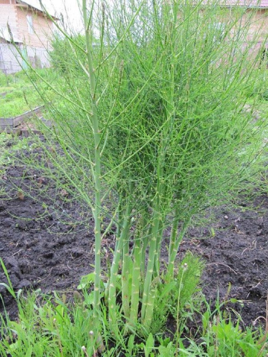 Спаржа аспарагус