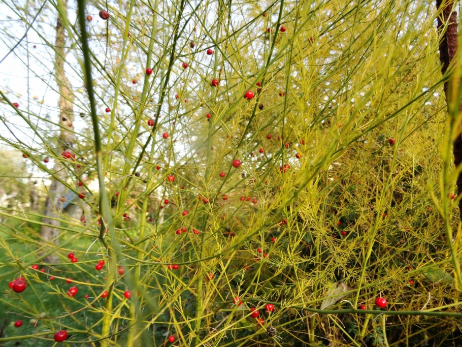 Аспарагус лекарственный