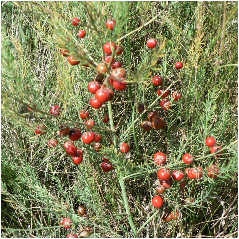 Заячий холодок растение