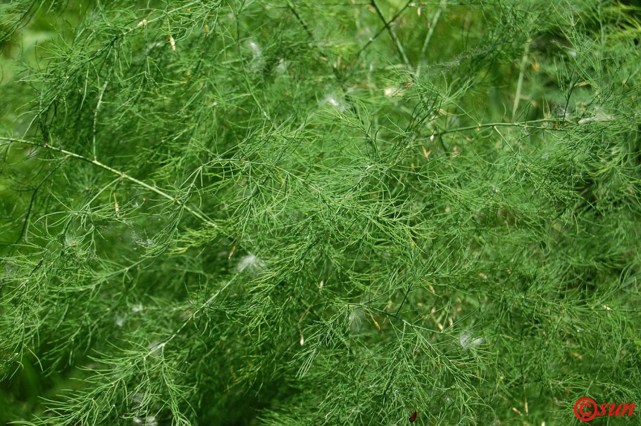 Аспарагус спаржа