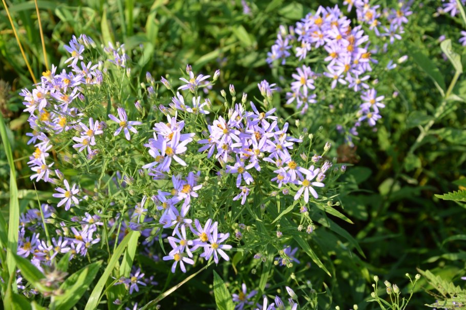 Солонечник обыкновенный