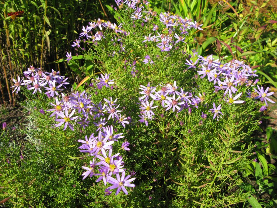 Солонечник растопыренный