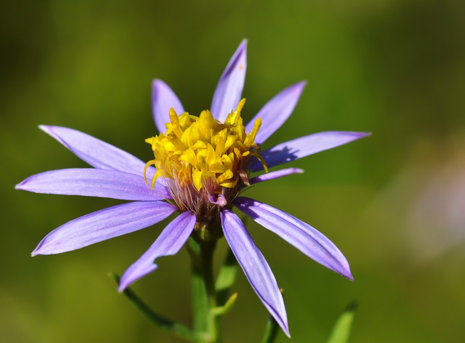 Aster amellus
