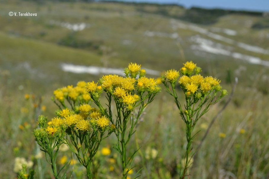 Галателла седифолия