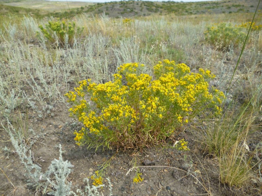 Подсолнечник узколистный