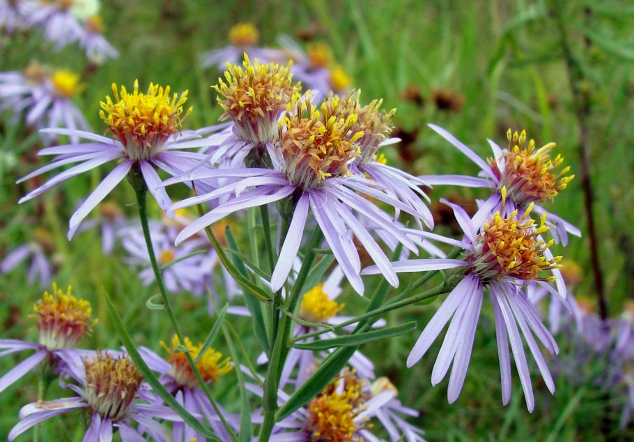 Symphyotrichum novi belgii