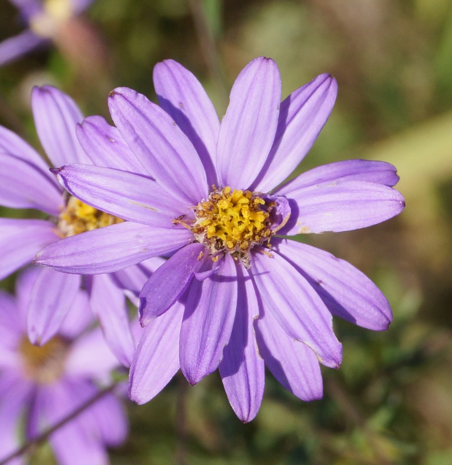 Солонечник узколистный Galatella angustissima