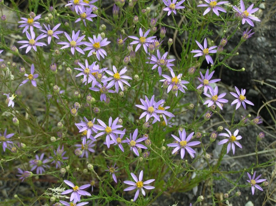 Солонечник обыкновенный