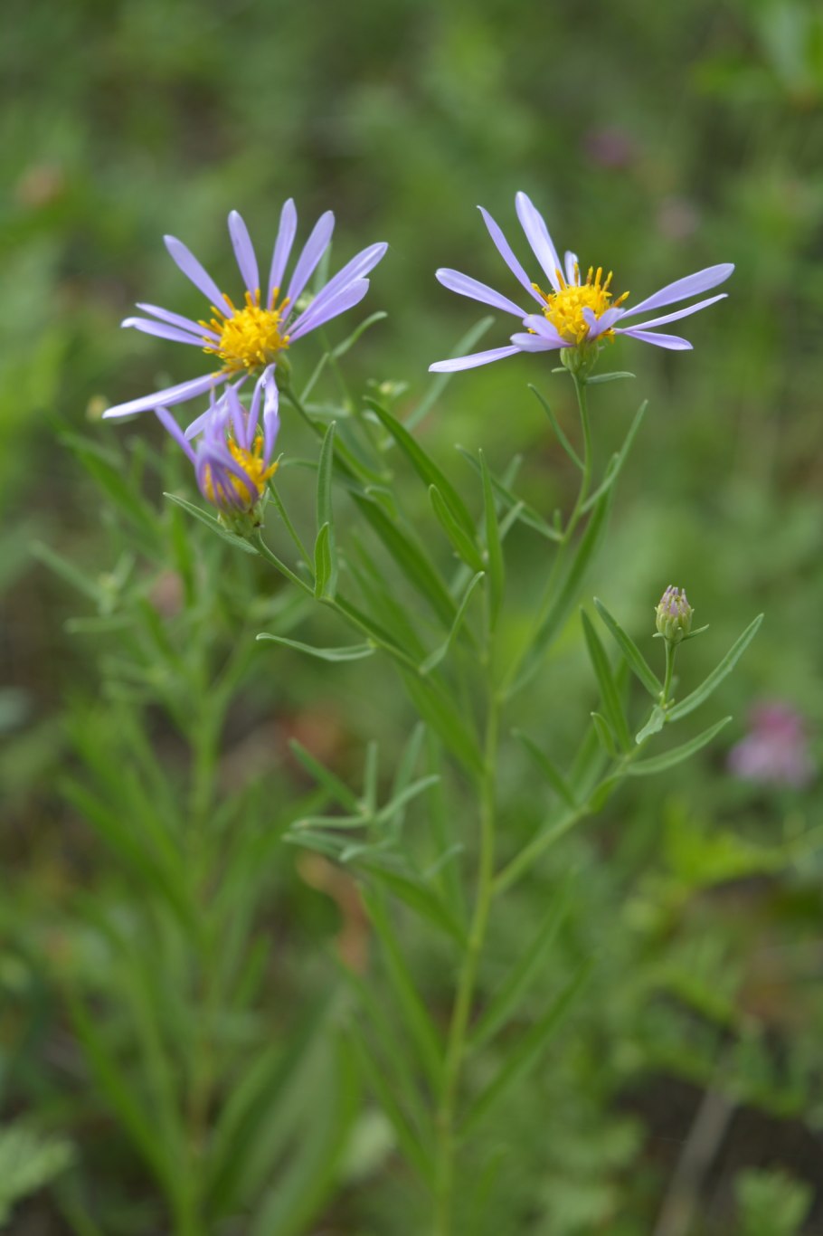 Солонечник татарский