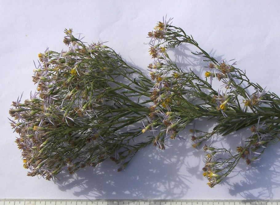 Солонечник мохнатый