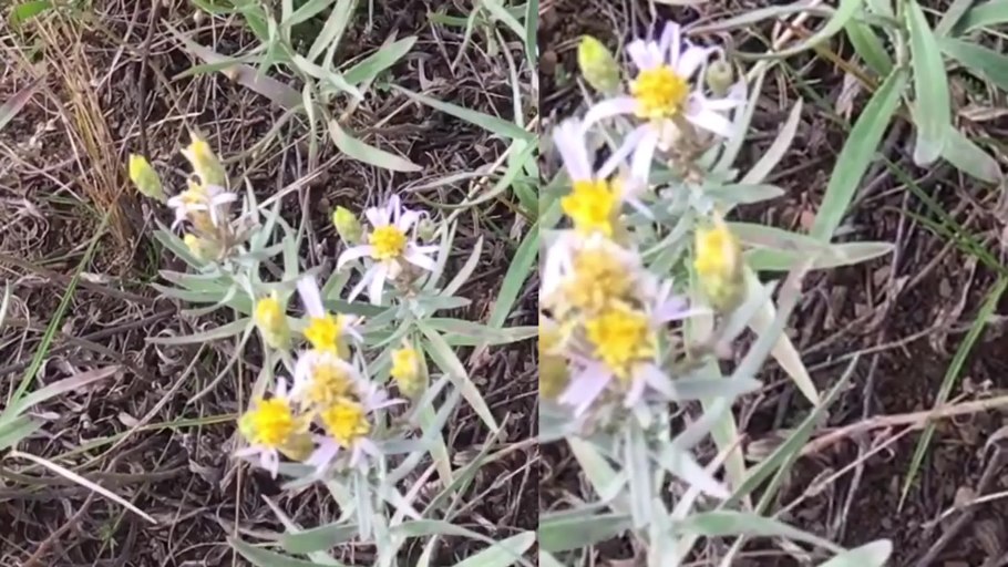 Растение Asteraceae Galatella Rossica Novopokr. - Картинки, рисунки, фото