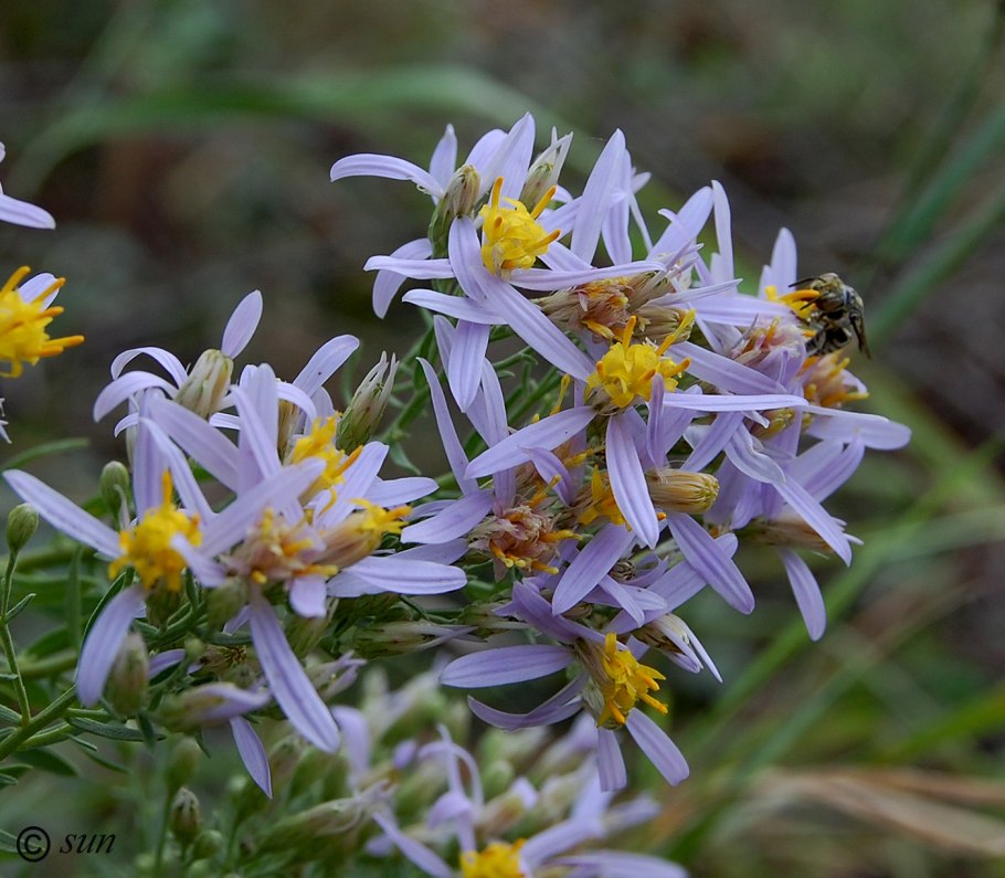 Калимерис надрезанный (Kalimeris Incisa &#96;Alba&#96;)