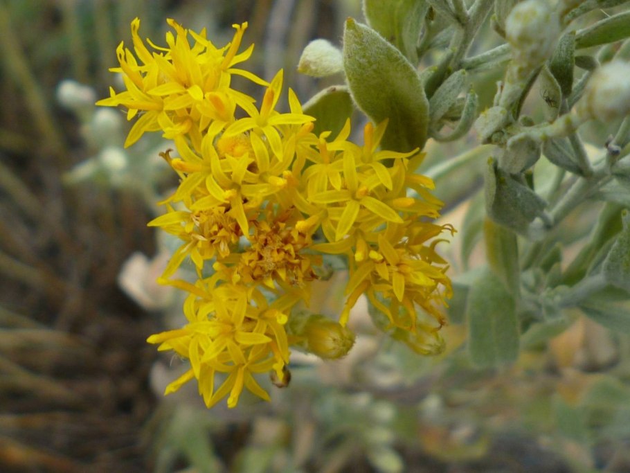 Голубоглазка узколистная