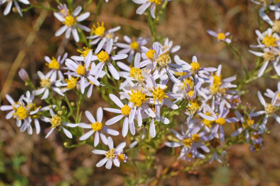 Солонечник эстрагоновидный - Galatella