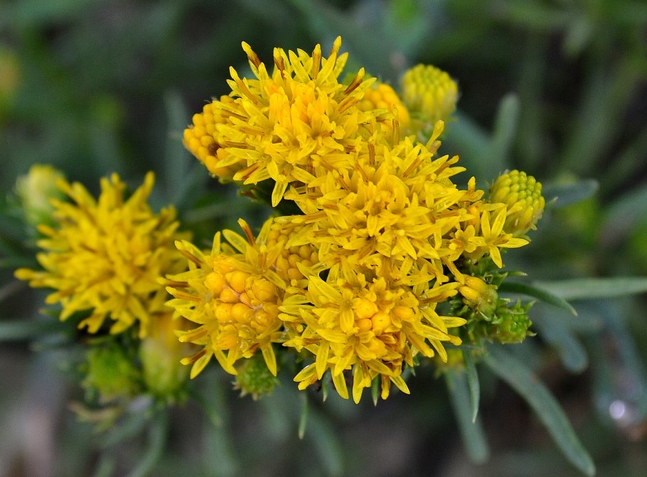 Солонечник узколистный (грудница)