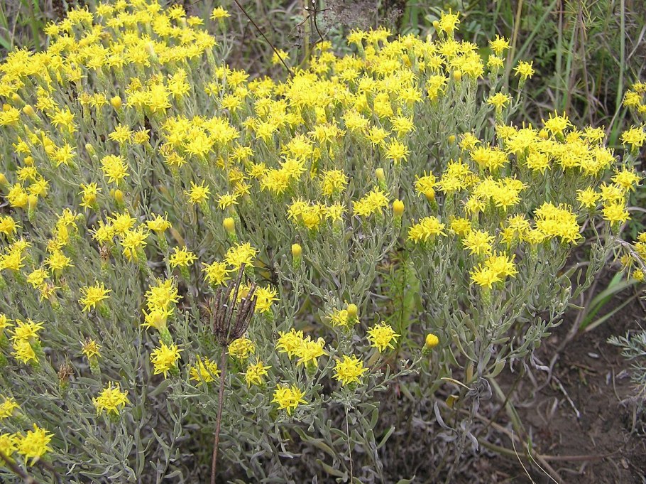 Солонечник — Galatella