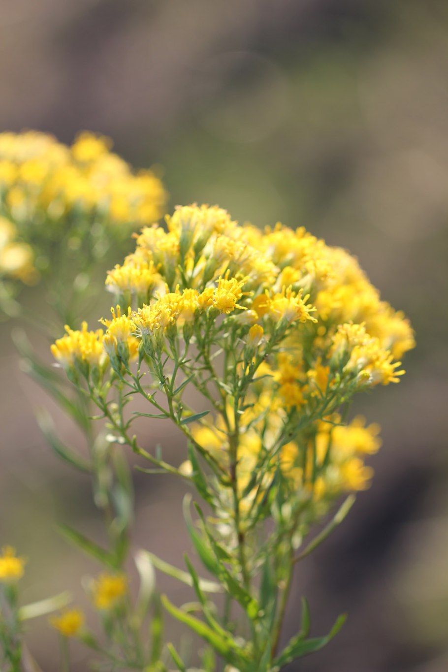 Euthamia occidentalis