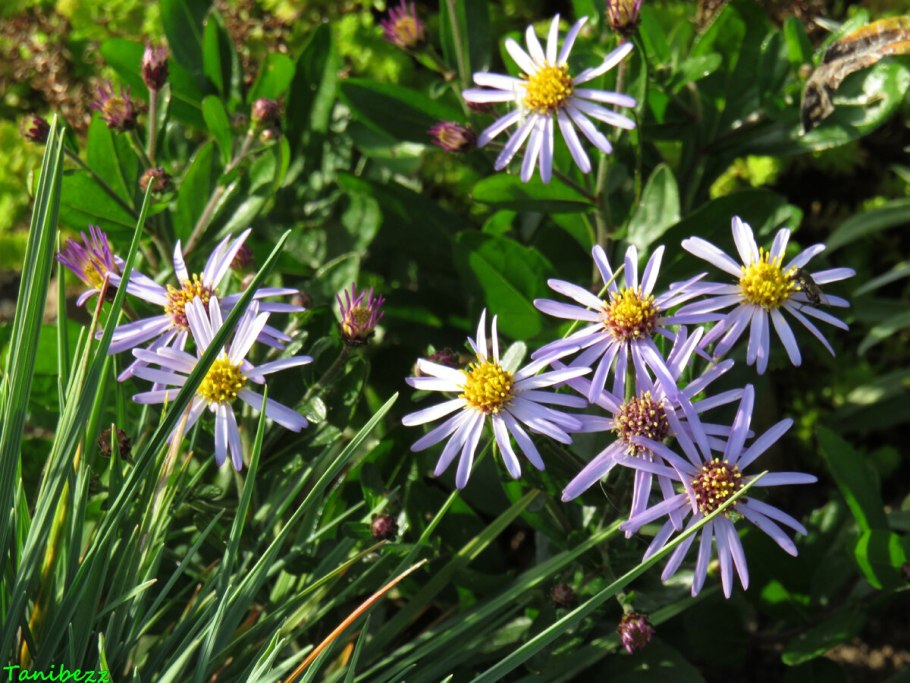 Калимерис нана блю