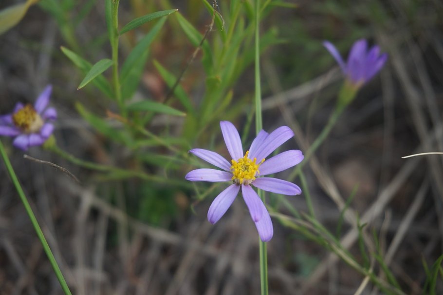 Солонечник эстрагоновидный